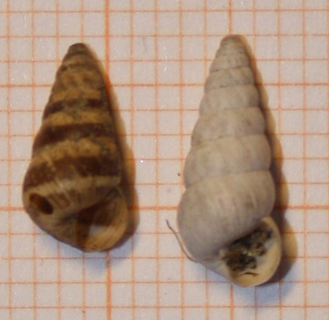 Cochlicella acuta?